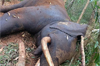 Sullia: Wild elephant found dead in reserve forest area